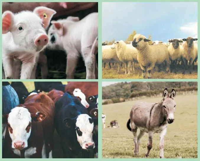 RFID LF EM4305 animal tracking ear tag